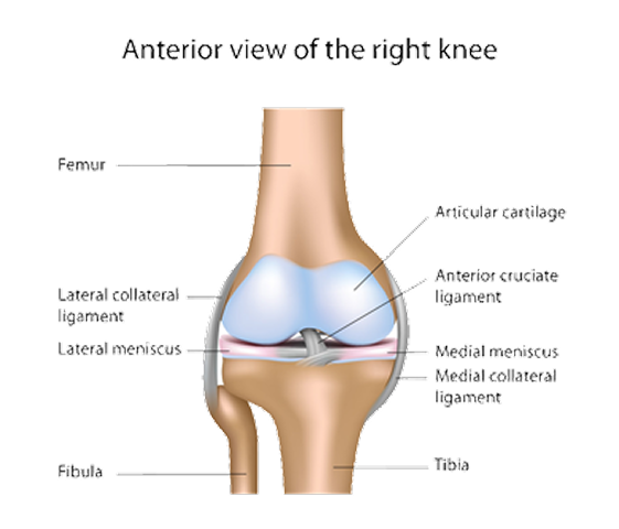 knee